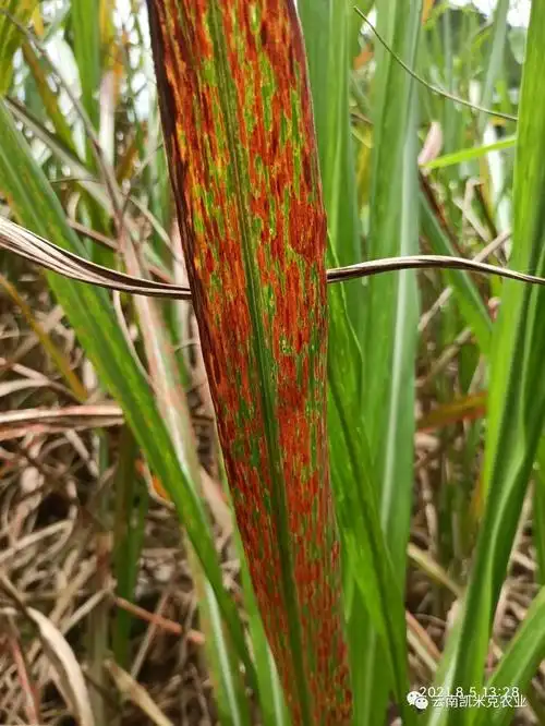 甘蔗常见病害--褐条病_广西凯米克农业技术服务有限公司