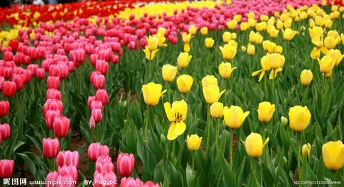 这是什么花_百度知道