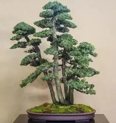 一组一本丛林盆景精品欣赏,独木成林,造化所然!