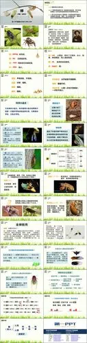 蝉ppt优秀课件下载