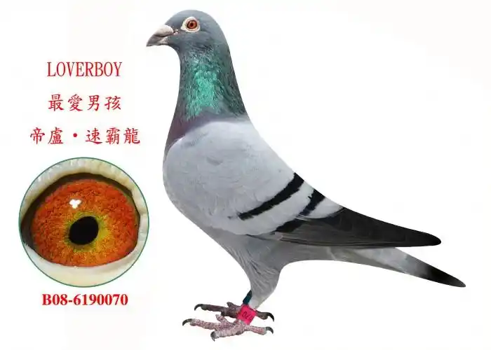 速霸龙最爱男孩