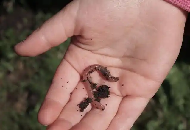 钓鲫鱼实用的钓法:蚯蚓滚点饵料粉末,一钓两条!