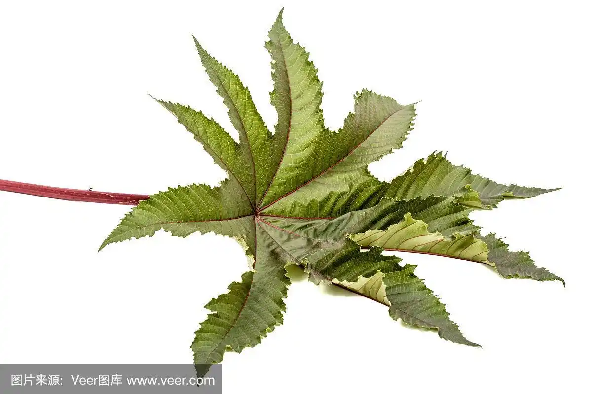 蓖麻叶特写.在白色背景上隔离