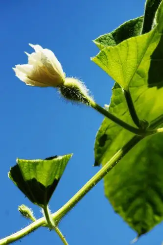 正中午拍的葫芦花