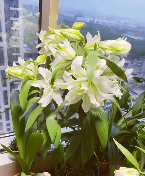 百合花界的贵族爱莎花朵超大香气怡人你值得拥有