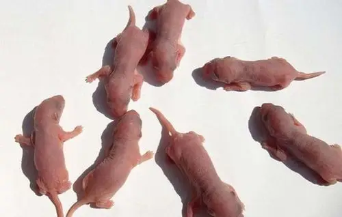 女子生吃老鼠10年,儿子带母亲去做体检,结果出来后儿子不淡定