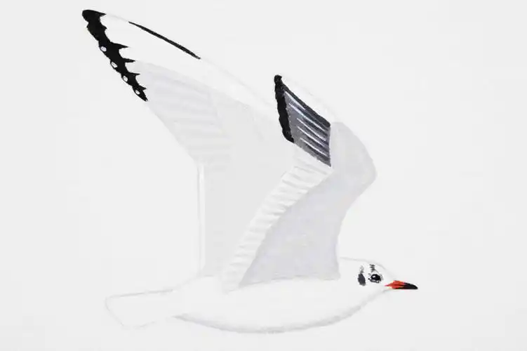 无人,横图,插画,室内,白天,白色背景,侧面,数码,科技,红嘴鸥,鸟,飞翔