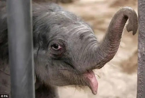 亚洲大象会用自己的象牙和声音安抚悲伤的同伴