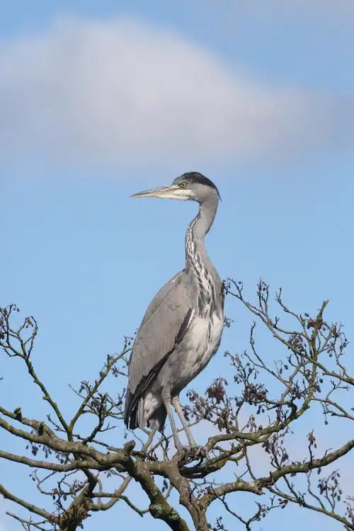 水鸟图片_水鸟图片大全_全景图片