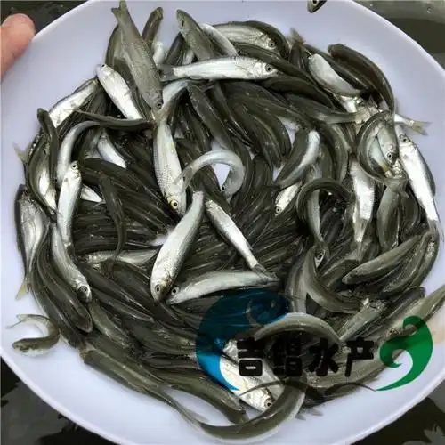 广东红眼鱼苗养殖基地红眼鳟鱼苗,赤眼鳟鱼苗,红眼鲻鱼苗