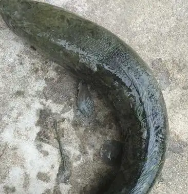 [黑鱼批发]黑鱼价格21.00元/公斤 - 一亩田