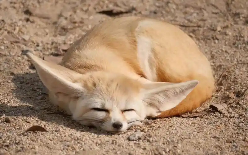 太坏了,太过分了【耳廓狐】【阔耳狐】强制清醒术