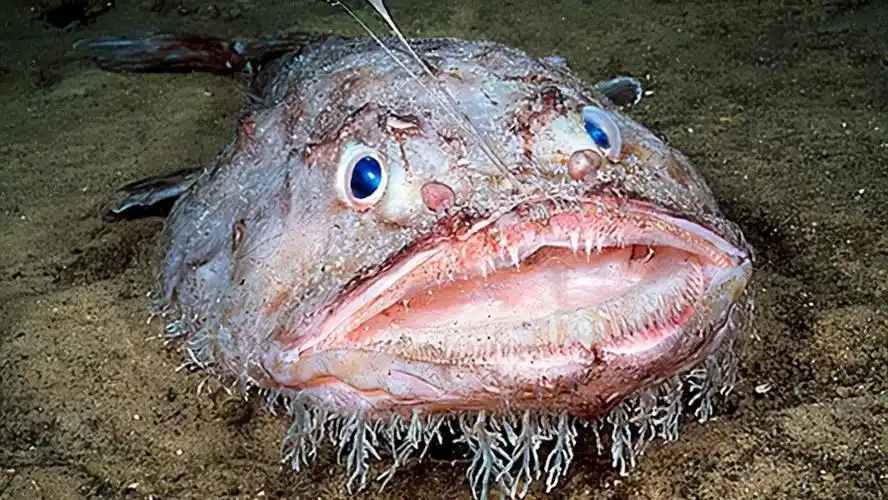 海底奇丑无比的生物——鮟鱇鱼