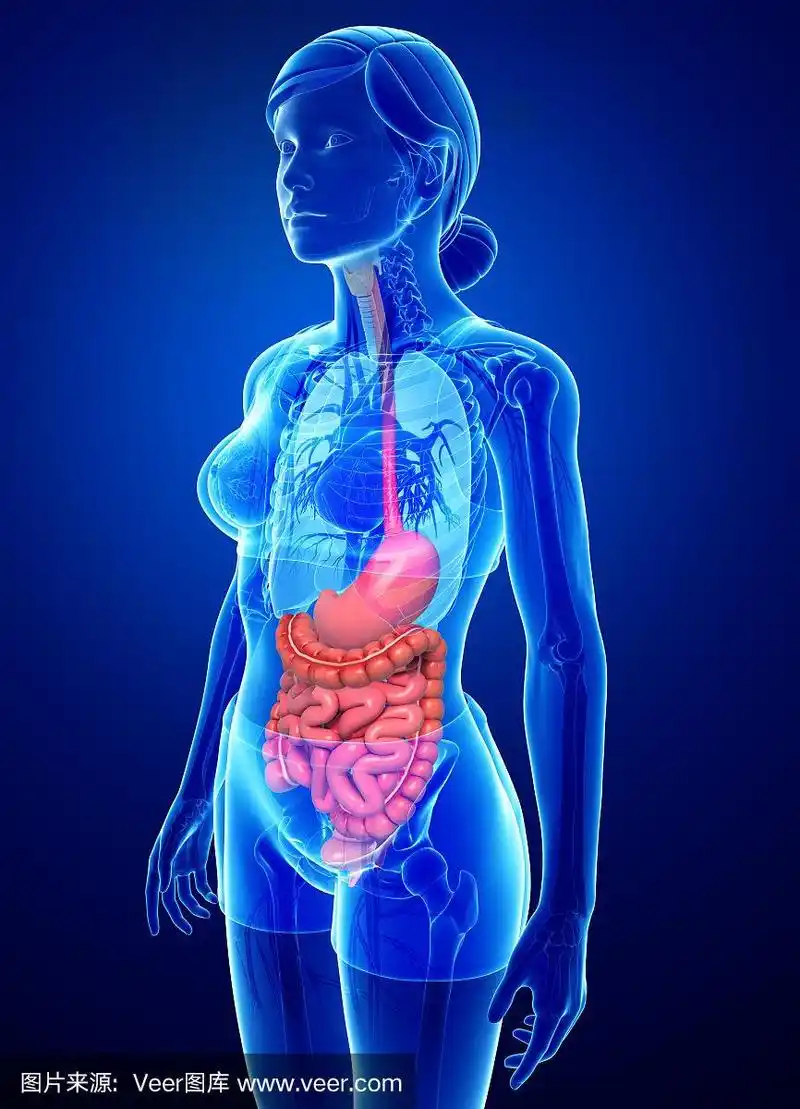 女性小肠解剖