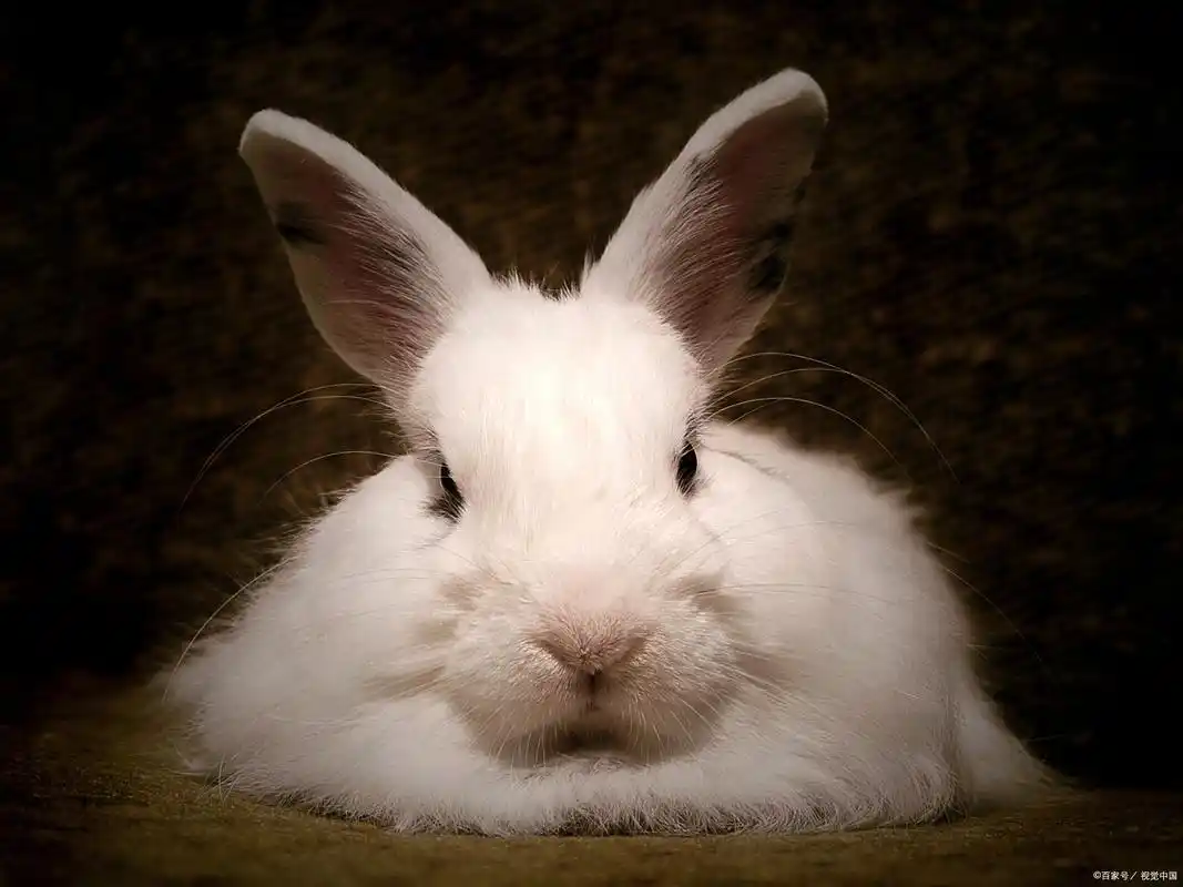 小兔子在天冷的情况下驱虫会死吗? - 宠物百科