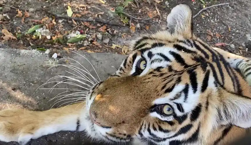 分享一下收集的虎子照片!