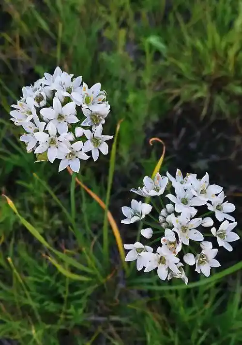 46,野韭,别称野韭菜.葱科葱属植物,叶花均可食用.
