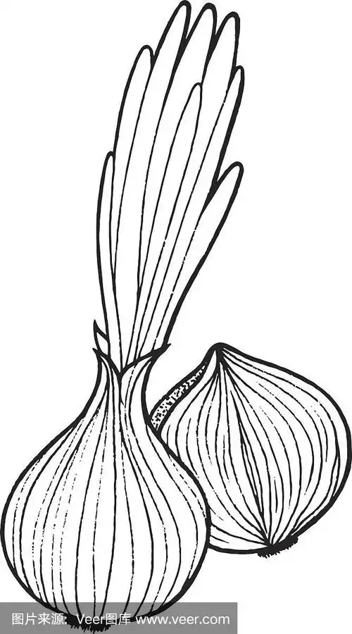 洋葱着色页手绘插图为成人和儿童.