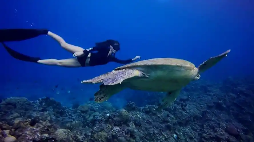 学潜水要多久多少钱旅游加考潜水证一举两得