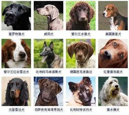 犬,俗称为"狗",在动物分类学上属食肉目犬科犬属动物,是人类最早驯养
