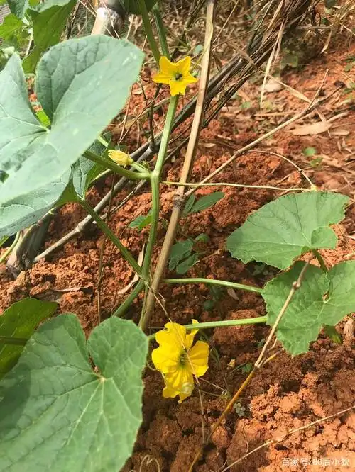 结出的果实是圆球形