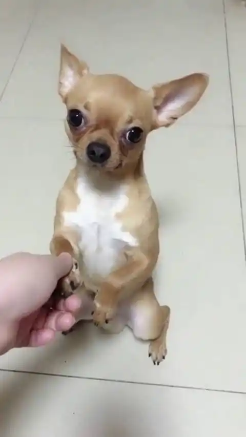 哥哥不吃奶嘴的微博视频