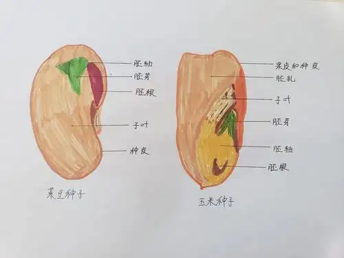 种子结构