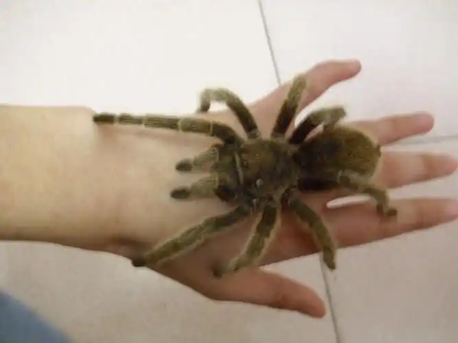 p>红玫瑰蜘蛛原产于智利的荒漠中.