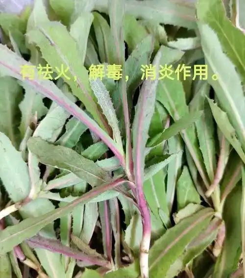 曲曲菜是每年春天必吃的野菜,产量很大,很多地方都会有,只要去挖,肯定