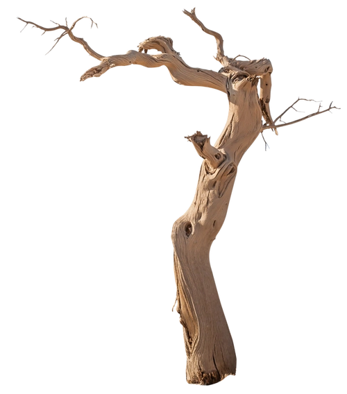 枯树枝中国风中式png免扣素材北坤人素材