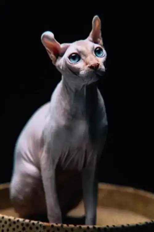 斯芬克斯猫是一种来自俄罗斯的猫种,由于其独特的外表和神秘的气质,在