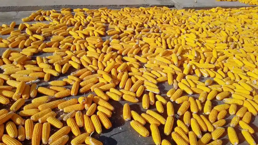 今日秋分第四个农民丰收节金灿灿的玉米致敬最美劳动者丰收的喜悦