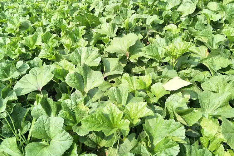 四川农家冬寒菜新鲜冬汉菜冬涵菜马蹄菜冬苋菜蔬菜叶野菜2500g