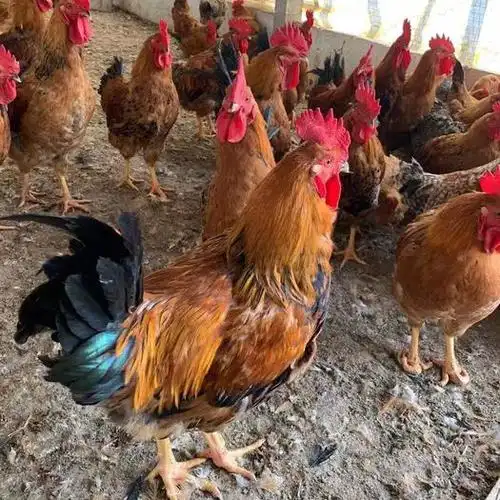九斤红公鸡苗