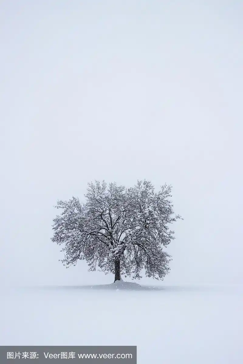 雪景中孤独的树木