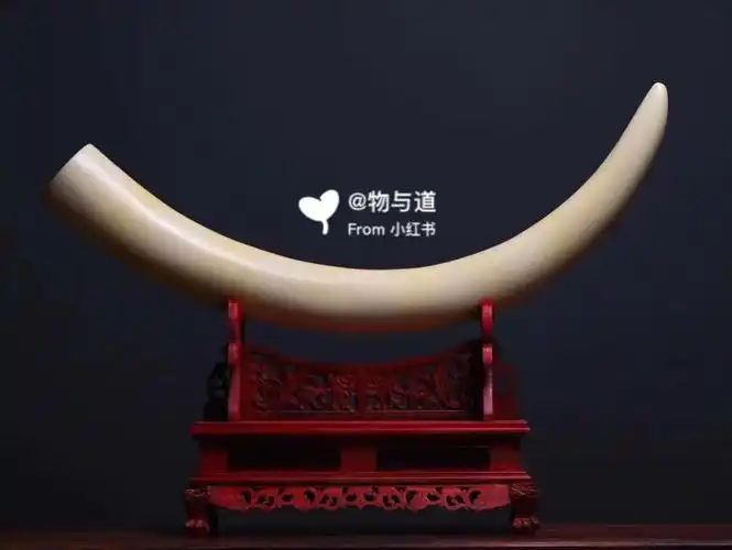 猛犸象牙全是假的吗它和象牙有什么区别