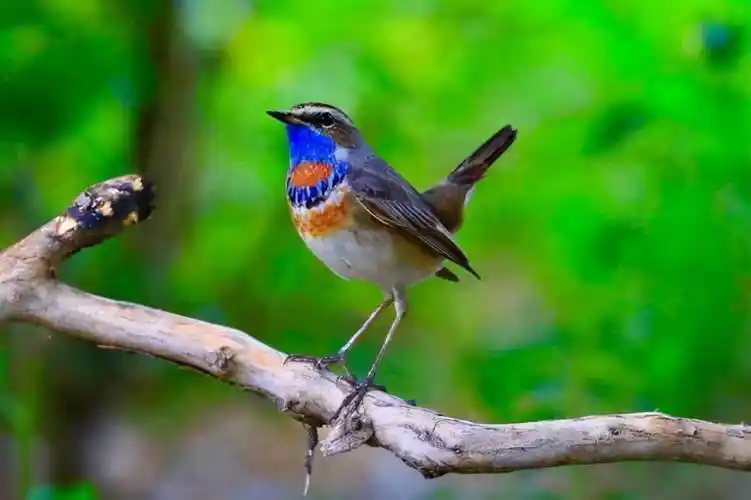 盘点叫声最好听的8种鸟类