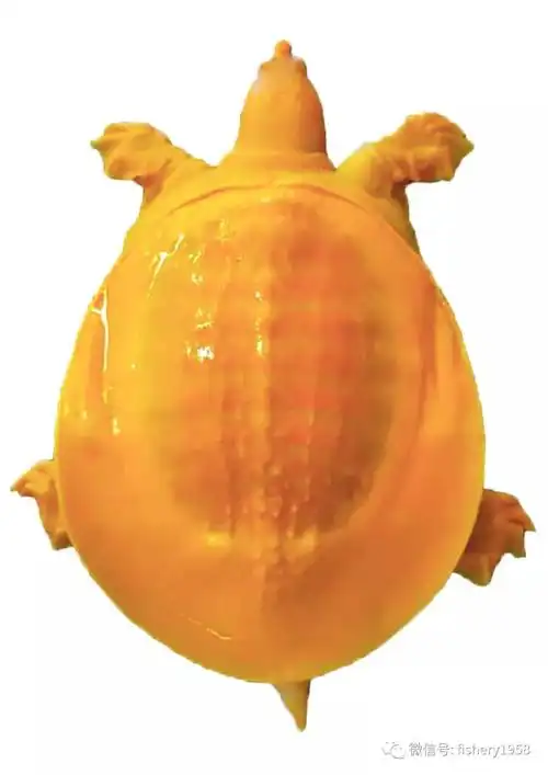 又添新成员 ——农业农村部公告14个水产新品种