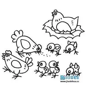 一只母鸡带着一群小鸡觅食的简笔画