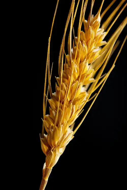 静物麦穗图片下载