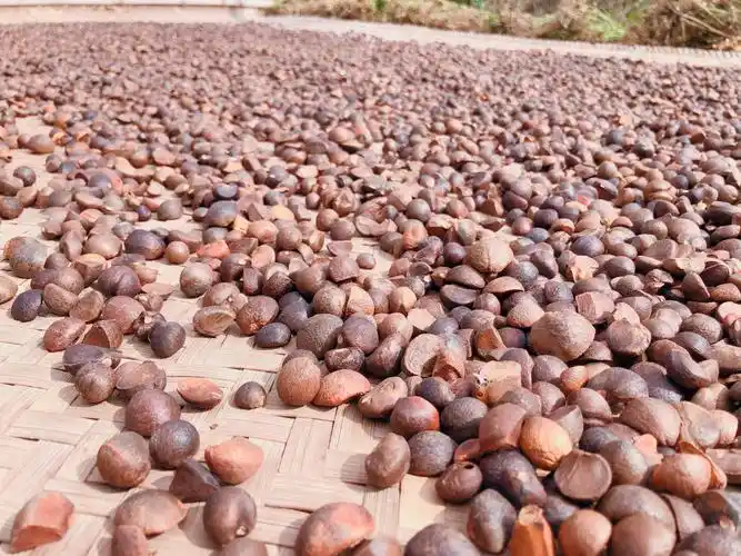 茶油- 热门商品专区