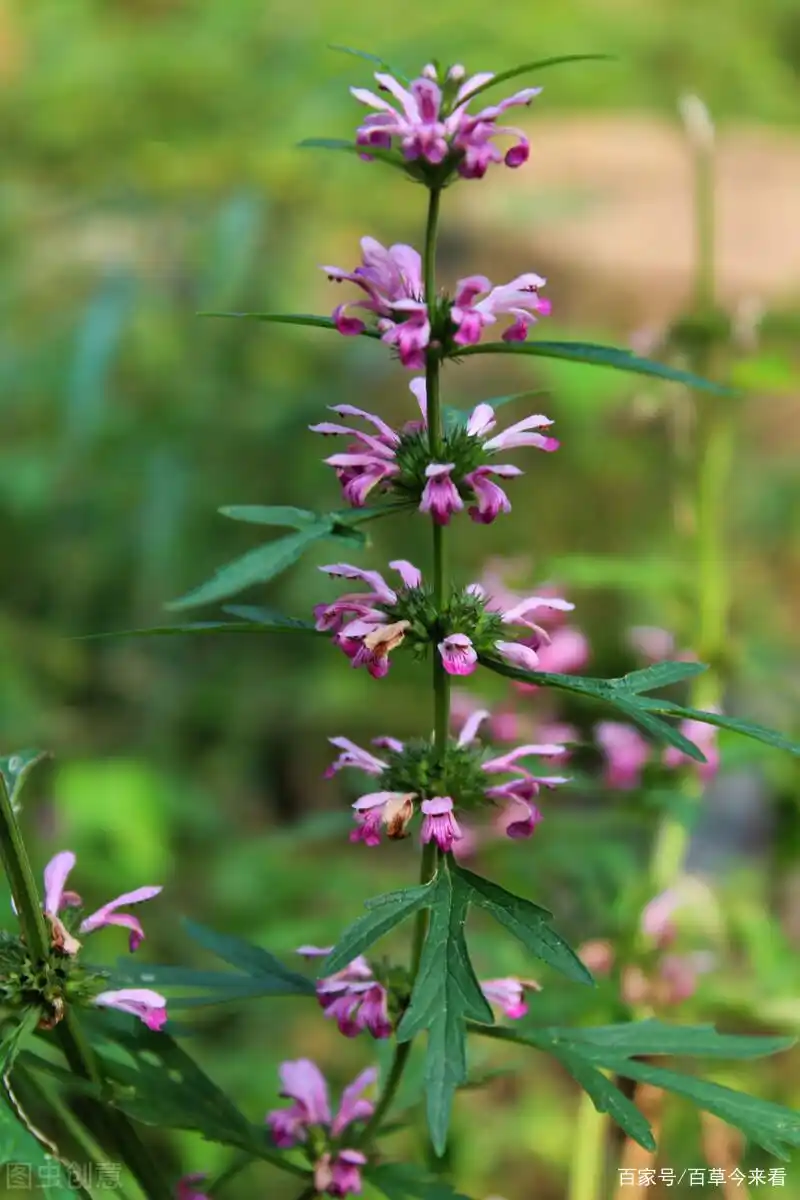 爱吃植物:益母草 要你经调肤白