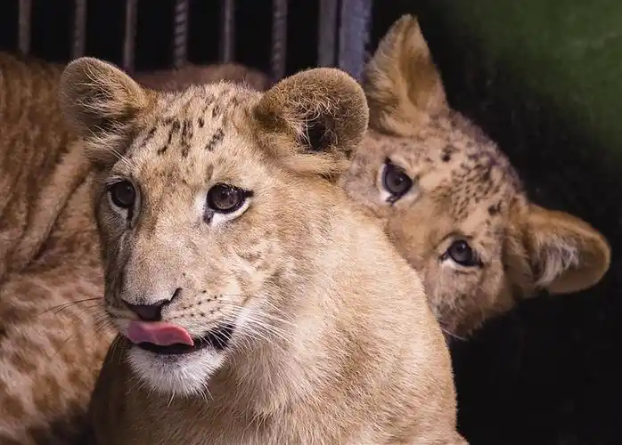 虎狮兽可以生崽了