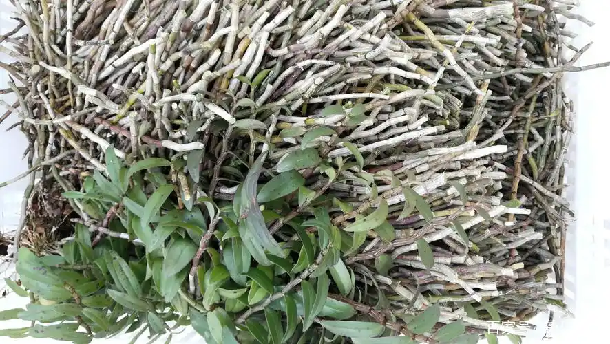 目前霍山石斛的种植方式主要有大棚种植和露天仿野生种植,还有林下仿