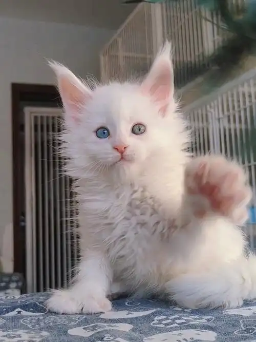 这么高掉下去宝宝真的摔疼了异瞳缅因多趾