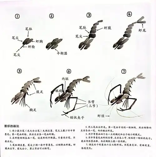 初级国画鱼虫篇墨虾