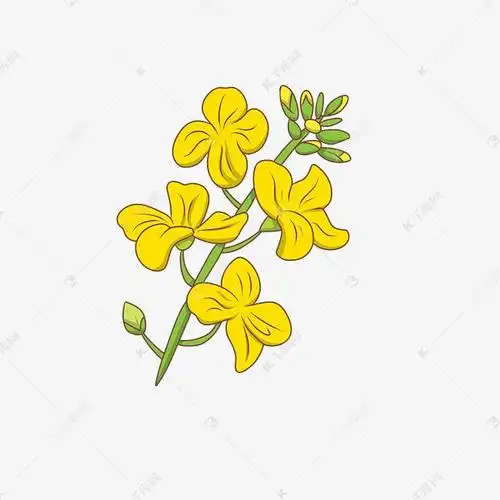 美丽的油菜花插画