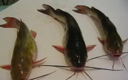 艾,黄刺公,疙阿,戈雅鱼,疙阿丁,黄腊丁,嘎牙子,昂刺鱼,黄鳍鱼,三枪鱼