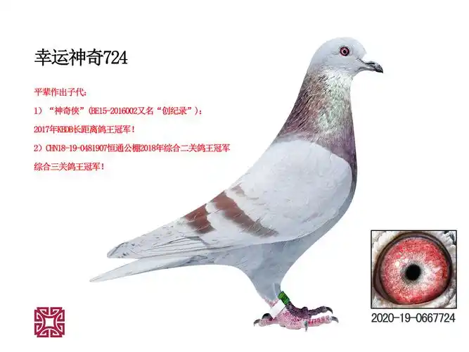 原创幸运422速霸龙超级种雄缔造名鸽创记录多羽鸽王冠军