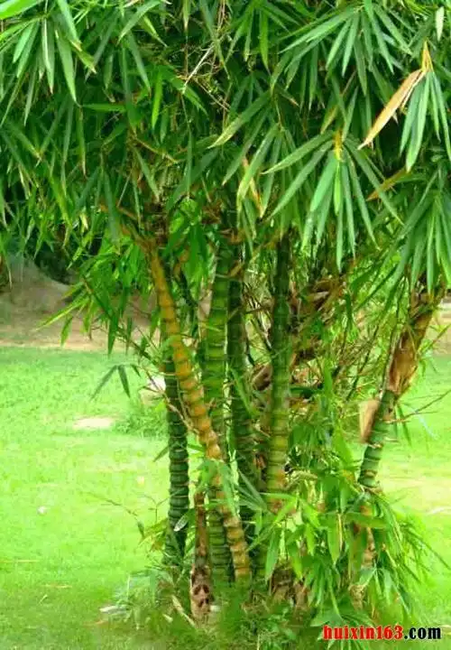盆栽竹子的品种选择1